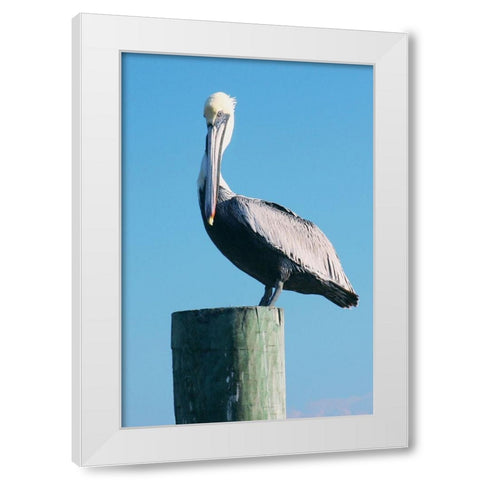 Pelican Perched II White Modern Wood Framed Art Print by Mansfield, Kathy