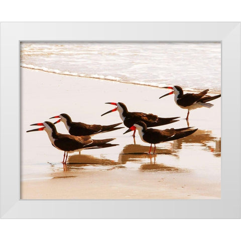 Black Skimmers II White Modern Wood Framed Art Print by Mansfield, Kathy