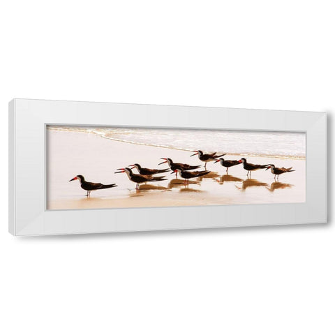 Black Skimmers II White Modern Wood Framed Art Print by Mansfield, Kathy