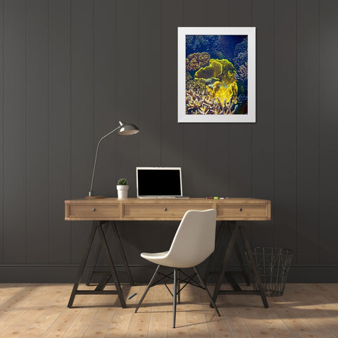 Barrier Reef Coral III White Modern Wood Framed Art Print by Mansfield, Kathy