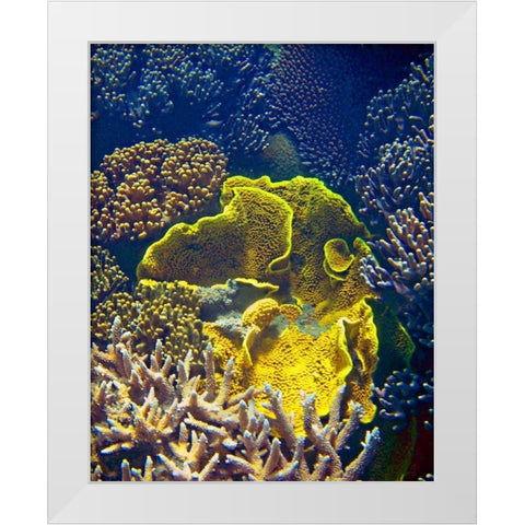 Barrier Reef Coral III White Modern Wood Framed Art Print by Mansfield, Kathy