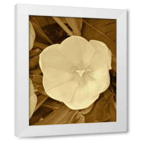 Sepia Blooms II White Modern Wood Framed Art Print by Rodriguez, Jairo