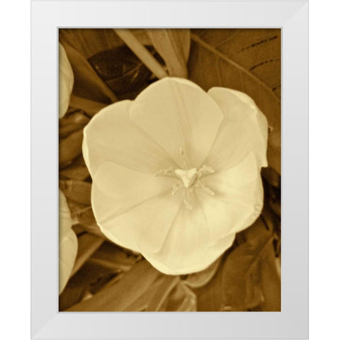 Sepia Blooms II White Modern Wood Framed Art Print by Rodriguez, Jairo