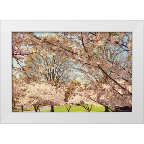 Blossom Beauty II White Modern Wood Framed Art Print by Mansfield, Kathy