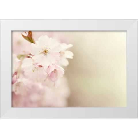 Spring Blossoms White Modern Wood Framed Art Print by Gardner, Sarah