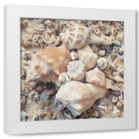 Shell Collection I White Modern Wood Framed Art Print by Mansfield, Kathy