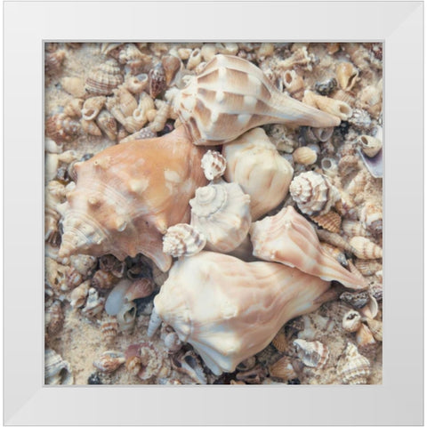 Shell Collection I White Modern Wood Framed Art Print by Mansfield, Kathy