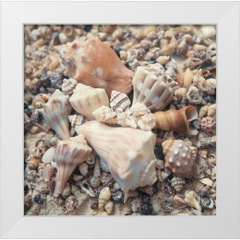 Shell Collection II White Modern Wood Framed Art Print by Mansfield, Kathy