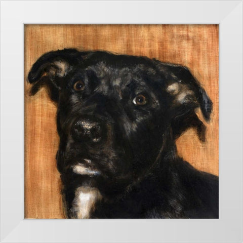 Puppy Dog Eyes I White Modern Wood Framed Art Print by Johnson, Walt