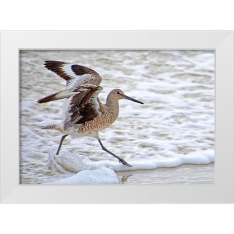 Frolicking In Waves White Modern Wood Framed Art Print by Nawrocke, Bruce