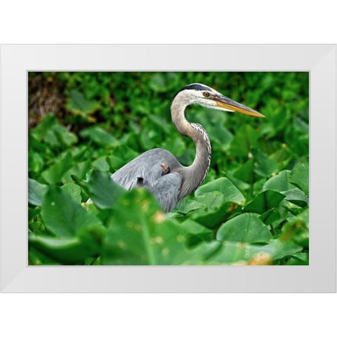 On The Lookout White Modern Wood Framed Art Print by Nawrocke, Bruce