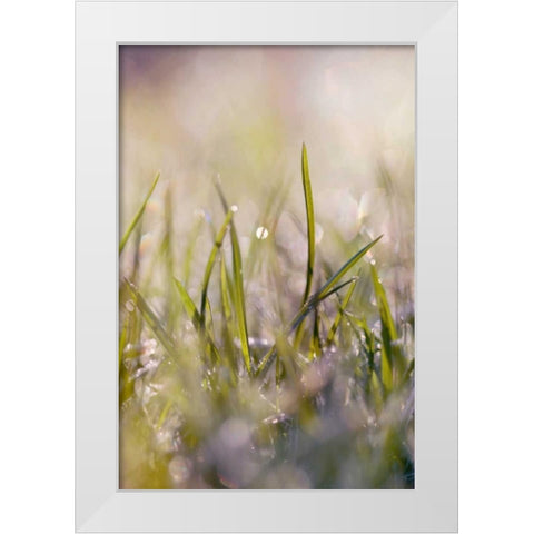 Soft Morning Dew I White Modern Wood Framed Art Print by Gardner, Sarah