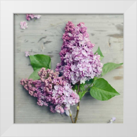 Fresh Lavender Blooms White Modern Wood Framed Art Print by Gardner, Sarah