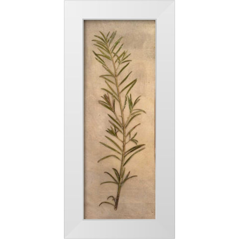 Captured Nature I White Modern Wood Framed Art Print by Johnson, Walt