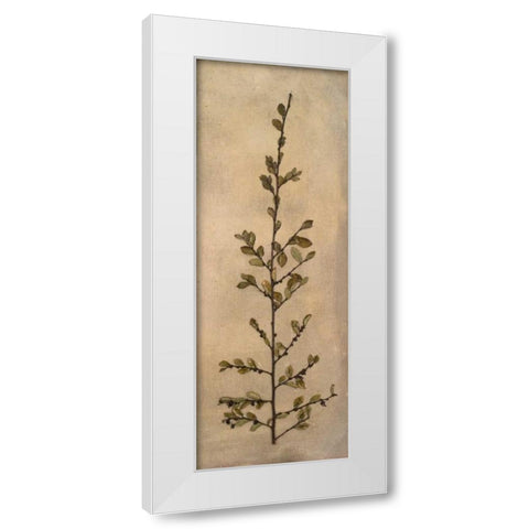 Captured Nature II White Modern Wood Framed Art Print by Johnson, Walt