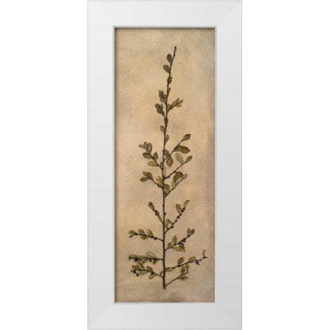 Captured Nature II White Modern Wood Framed Art Print by Johnson, Walt