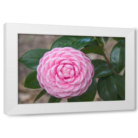 Pink Passion Camillia White Modern Wood Framed Art Print by Coppel, Anna