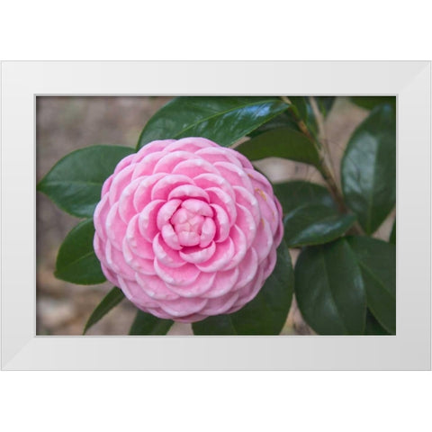 Pink Passion Camillia White Modern Wood Framed Art Print by Coppel, Anna