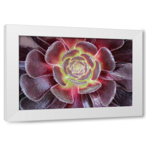 Bright Succulent White Modern Wood Framed Art Print by Coppel, Anna