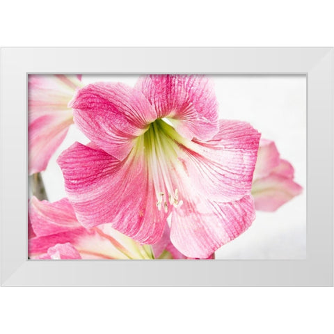 Paradise Blooms White Modern Wood Framed Art Print by Coppel, Anna