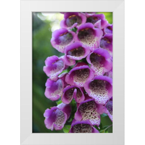 Purple Trailing Flower White Modern Wood Framed Art Print by Coppel, Anna