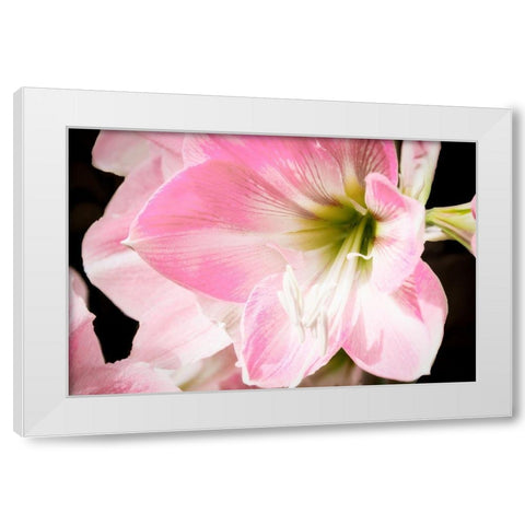 Soft Petals White Modern Wood Framed Art Print by Coppel, Anna