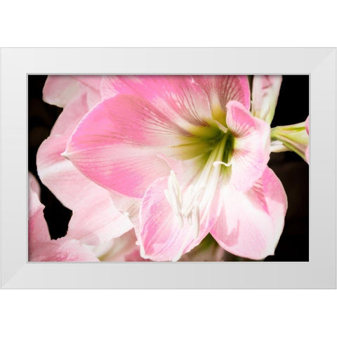 Soft Petals White Modern Wood Framed Art Print by Coppel, Anna