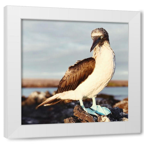 Blue Footed Booby White Modern Wood Framed Art Print by Coppel, Anna