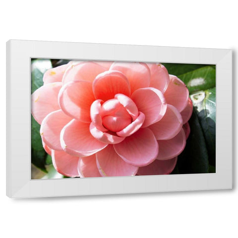 Coral Bloom White Modern Wood Framed Art Print by Coppel, Anna