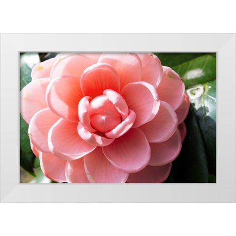 Coral Bloom White Modern Wood Framed Art Print by Coppel, Anna