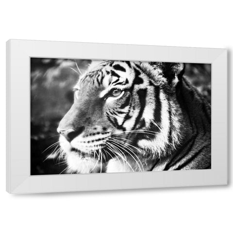 Deep Tiger White Modern Wood Framed Art Print by Peck, Gail