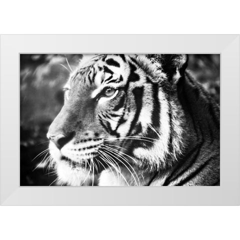 Deep Tiger White Modern Wood Framed Art Print by Peck, Gail