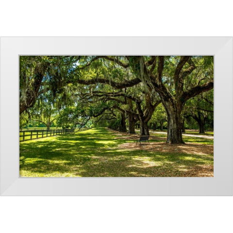 Boone Hall White Modern Wood Framed Art Print by Bill Carson Photography