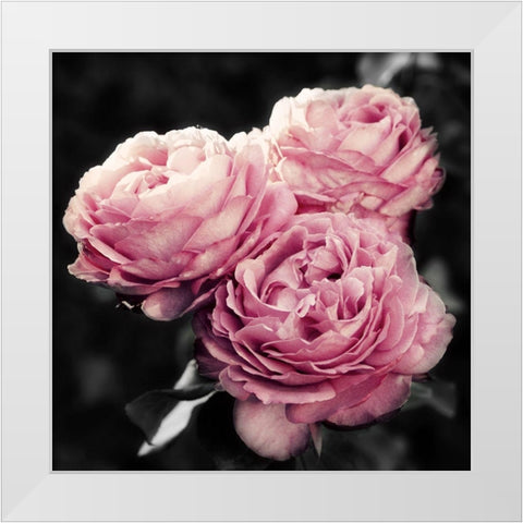 Pink Florals in Noir White Modern Wood Framed Art Print by Navas, Emily
