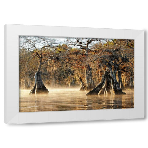 Cypress Creek I White Modern Wood Framed Art Print by Nawrocke, Bruce