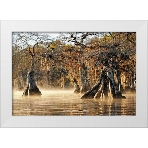 Cypress Creek I White Modern Wood Framed Art Print by Nawrocke, Bruce
