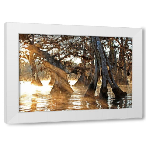 Cypress Creek II White Modern Wood Framed Art Print by Nawrocke, Bruce
