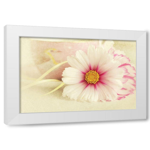 Soft Rose Daisy White Modern Wood Framed Art Print by Gardner, Sarah