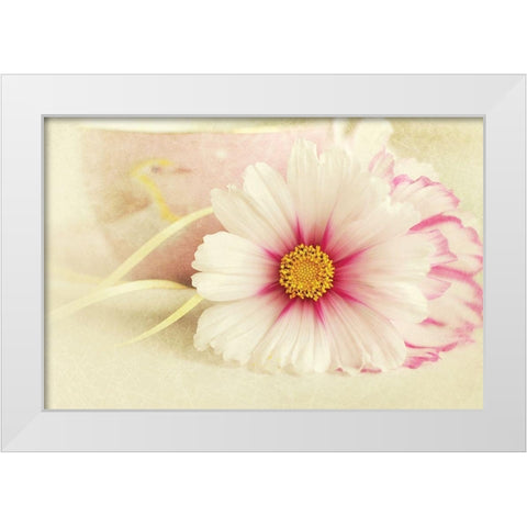 Soft Rose Daisy White Modern Wood Framed Art Print by Gardner, Sarah