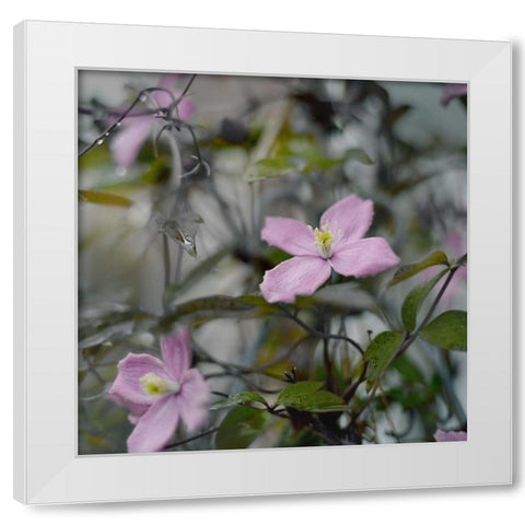 Springtime II White Modern Wood Framed Art Print by Gardner, Sarah