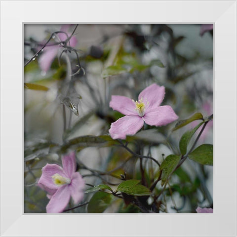 Springtime II White Modern Wood Framed Art Print by Gardner, Sarah
