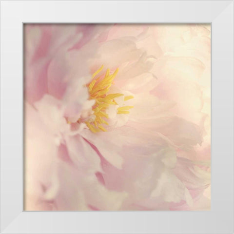 Bloom White Modern Wood Framed Art Print by Gardner, Sarah