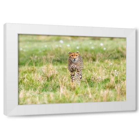 Cheetah White Modern Wood Framed Art Print by Lake, Shelley