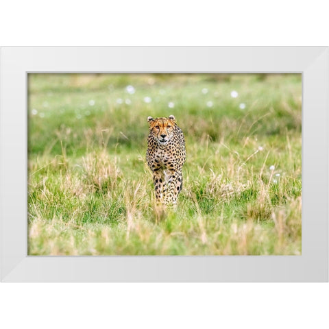 Cheetah White Modern Wood Framed Art Print by Lake, Shelley