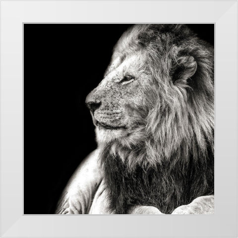 King Of The Jungle on Black White Modern Wood Framed Art Print by Lake, Shelley