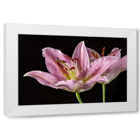 Lombardia White Modern Wood Framed Art Print by Lake, Shelley