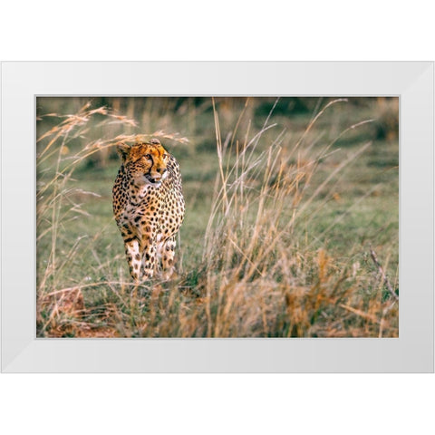 On The Prowl White Modern Wood Framed Art Print by Lake, Shelley