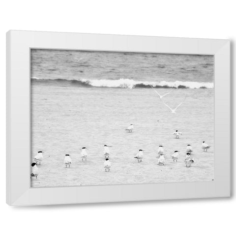 The Coastline Flock White Modern Wood Framed Art Print by Bill Carson Photography