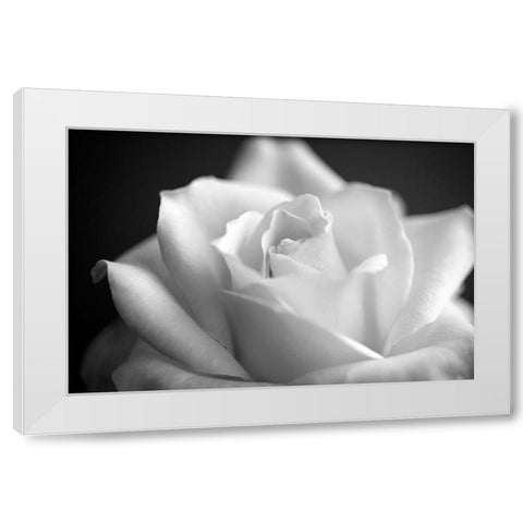 Blooming White Rose White Modern Wood Framed Art Print by Bill Carson Photography
