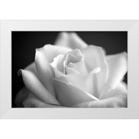 Blooming White Rose White Modern Wood Framed Art Print by Bill Carson Photography